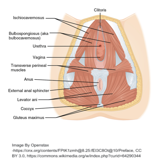 pelvic floor muscle and nerve damage females left side bending hip
